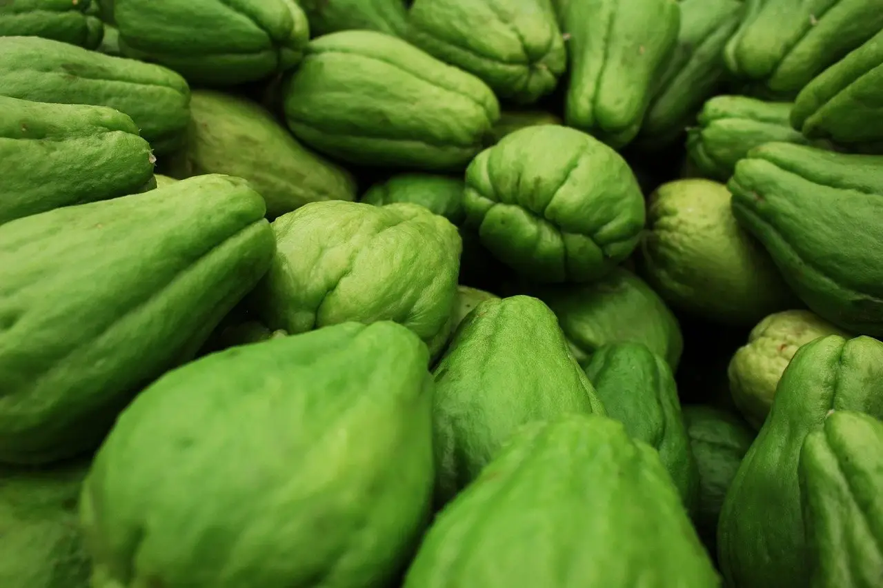 Chayote squash