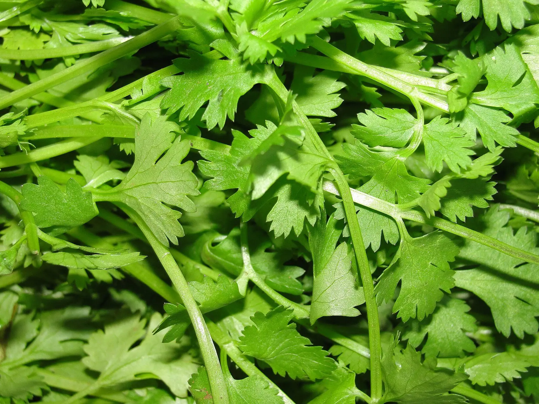 A dense stand of cilantro leaves