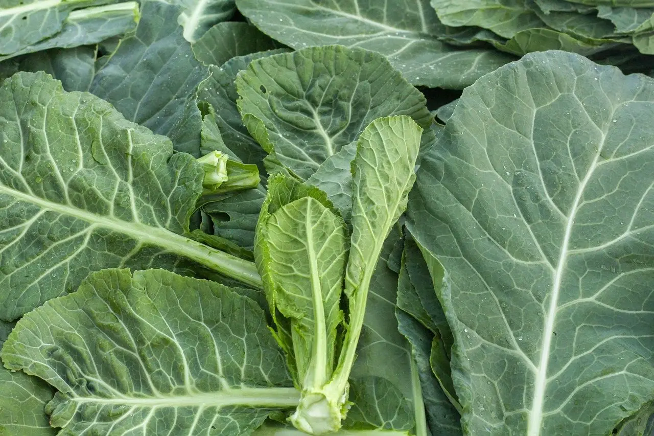 Collard greens leaves