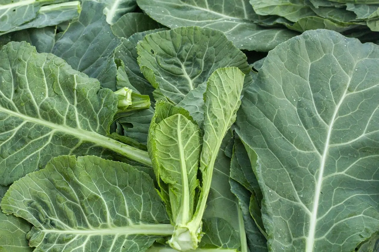 Collard greens leaves