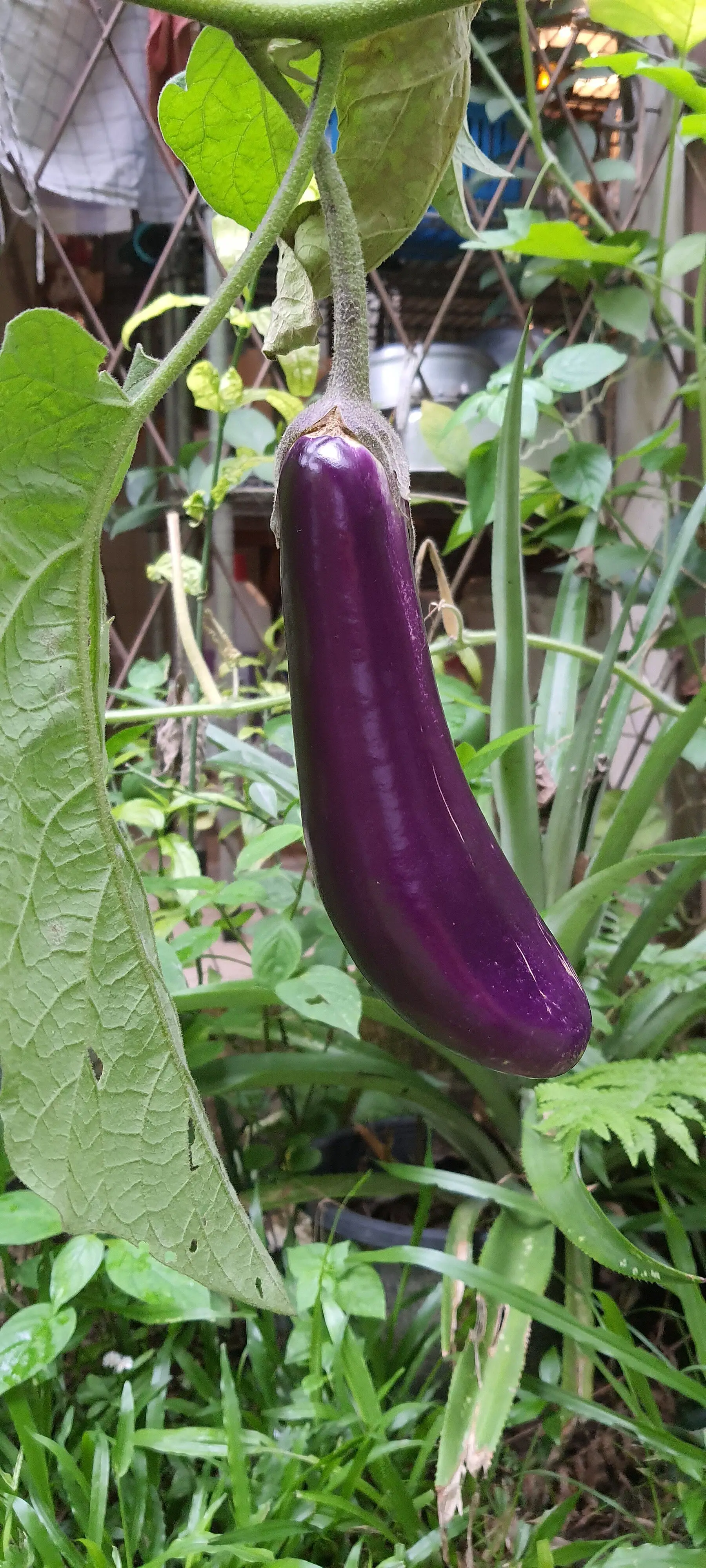 A single glossy purple eggplant hanging from the plant below its spiny green calyx
