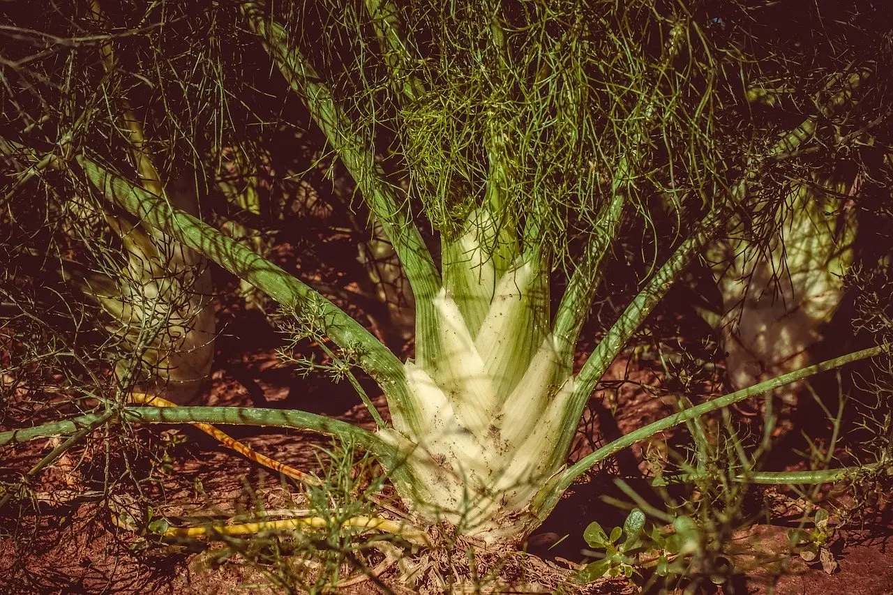 Fennel bulb plant