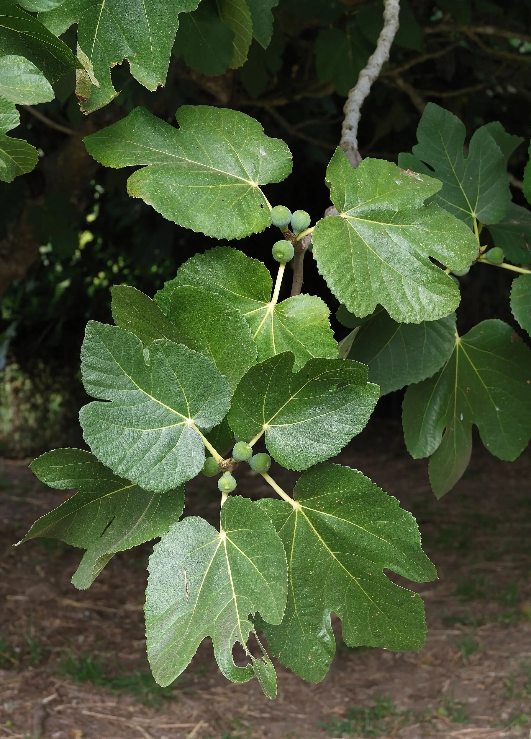 A fig branch carrying small unripe fruit among lobed leaves