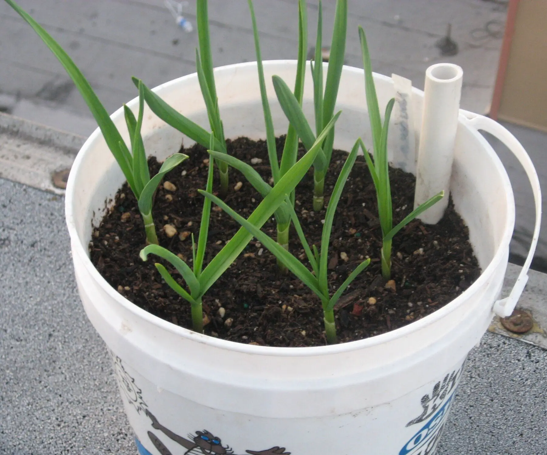 Garlic shoots growing in a white bucket of potting mix