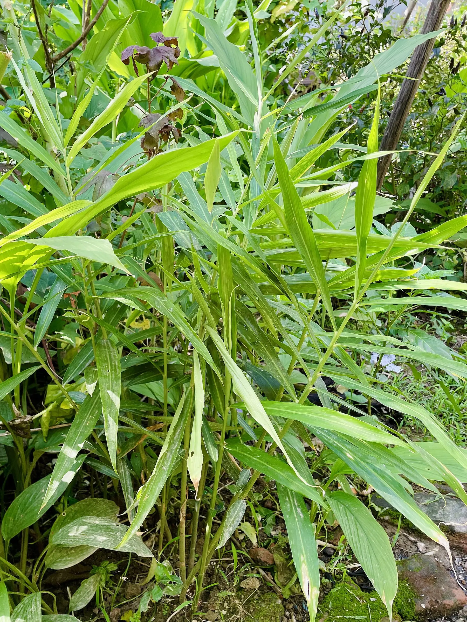 A clump of green ginger stalks growing in a backyard herb garden