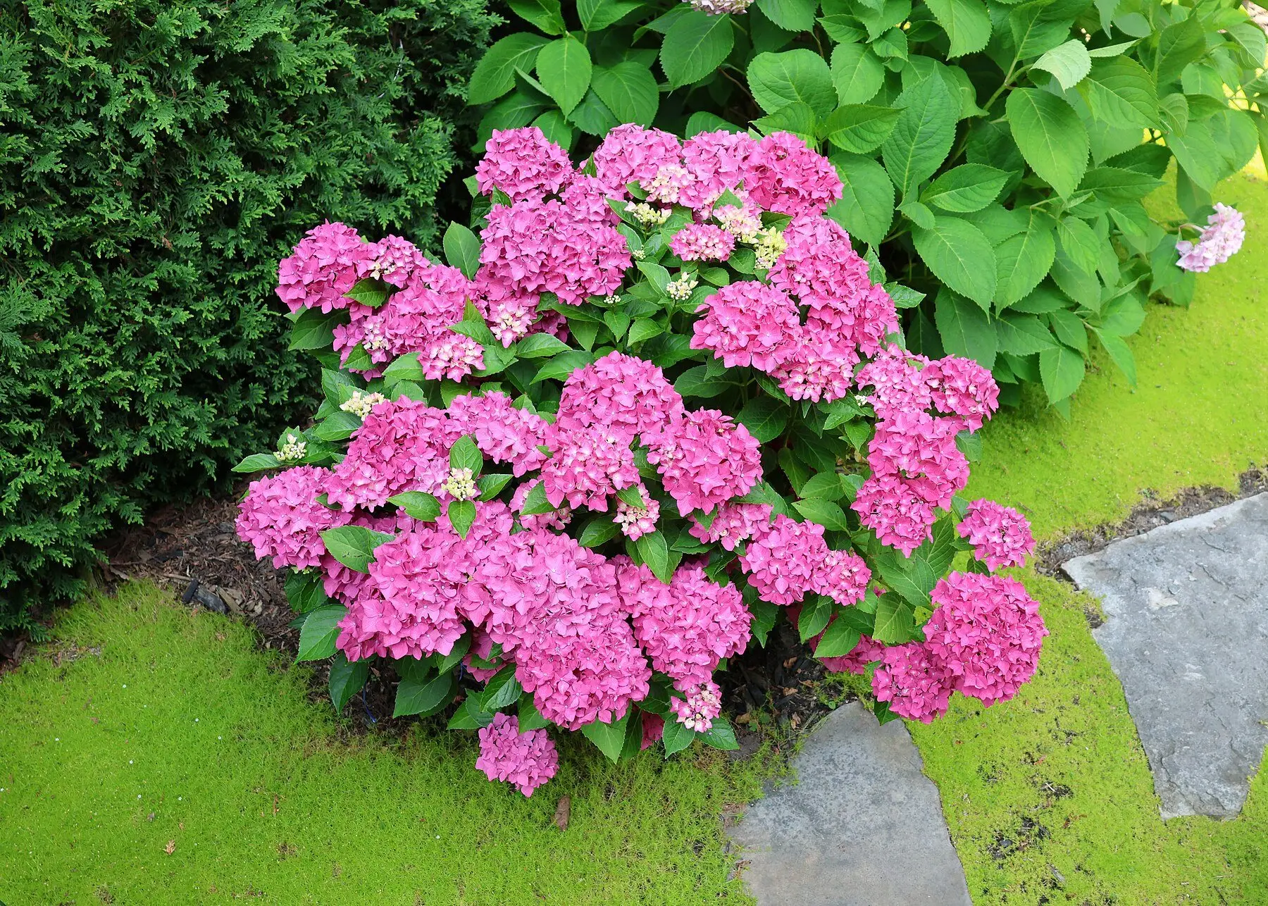 A pink bigleaf hydrangea in full flower beside a garden path