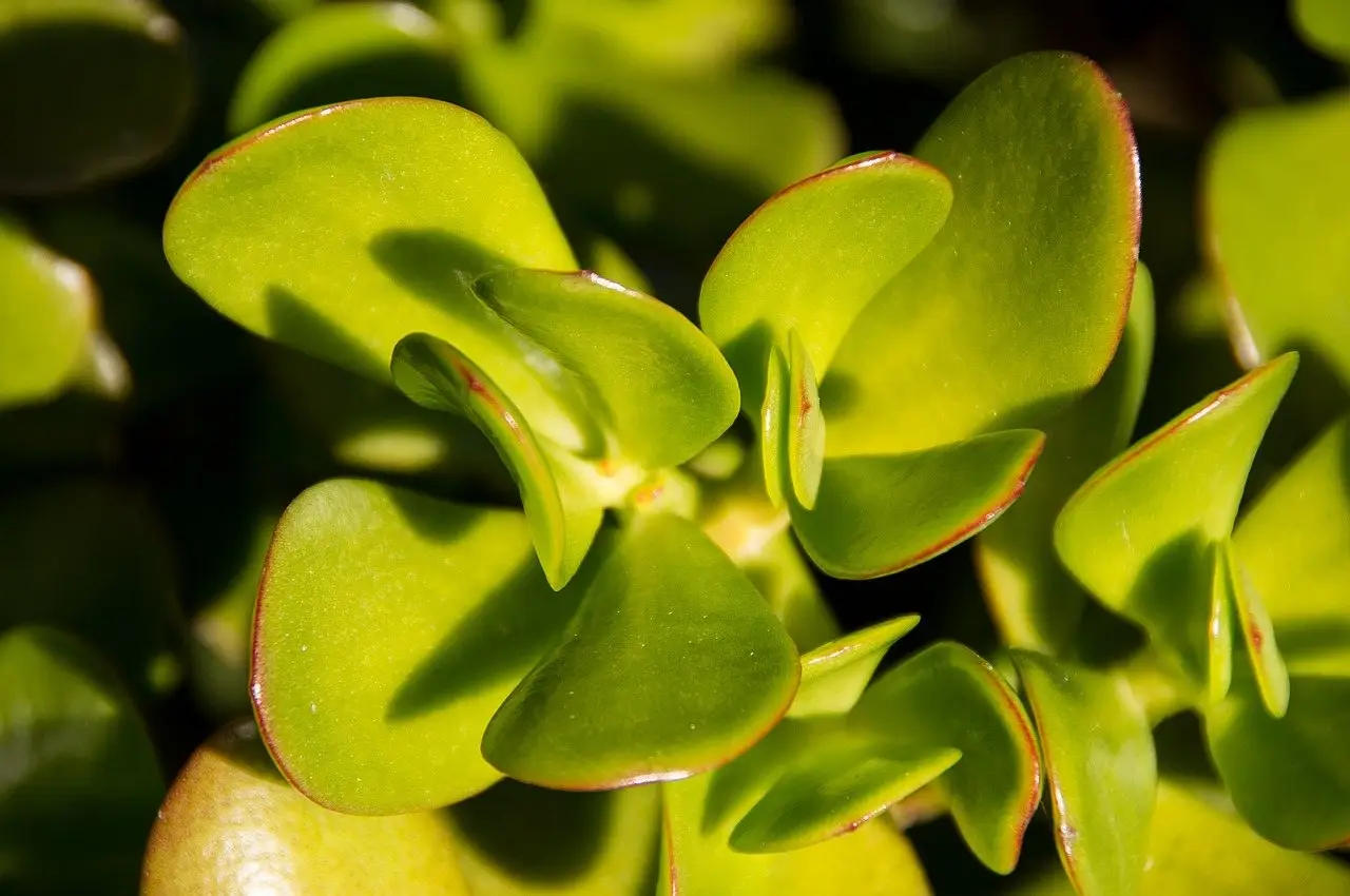 Jade plant crassula