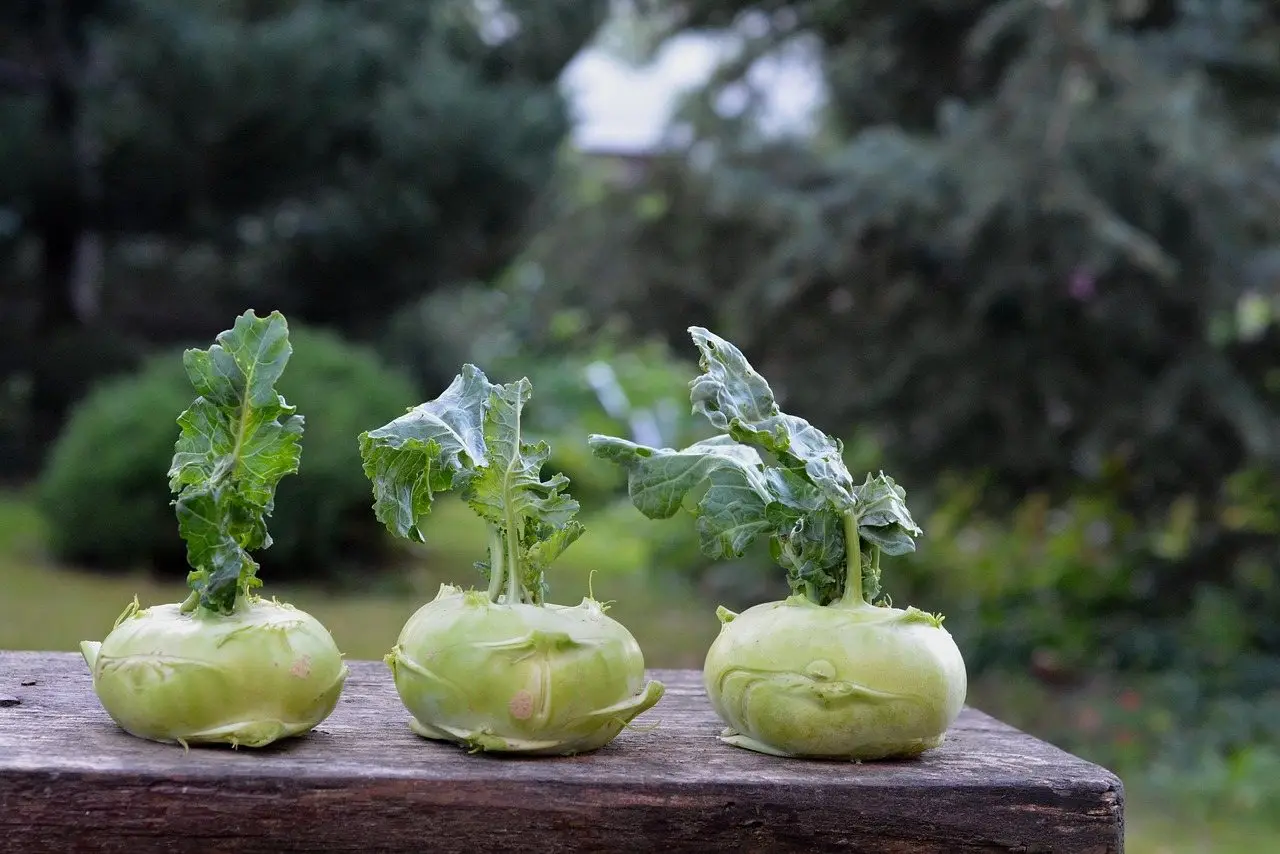 Kohlrabi bulb garden