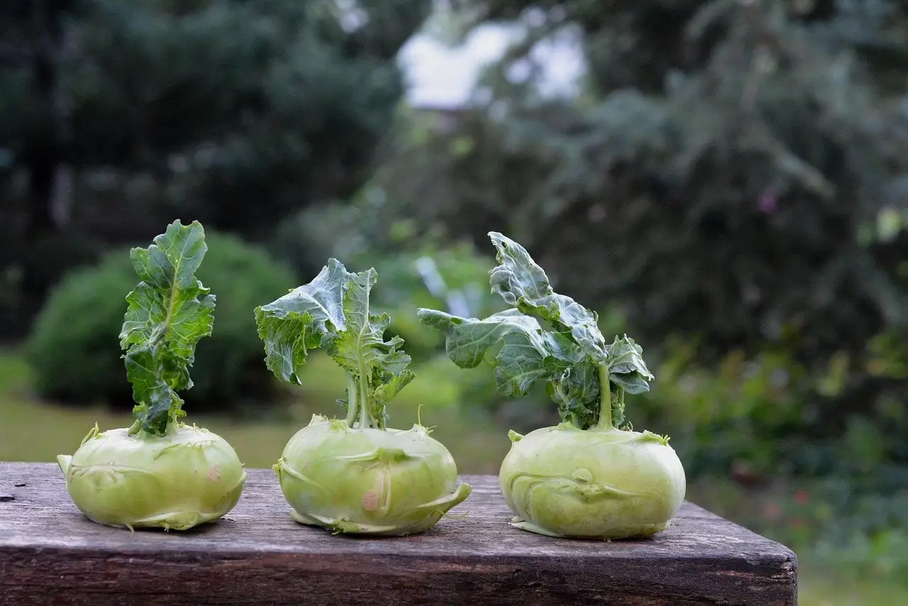 Kohlrabi bulb garden