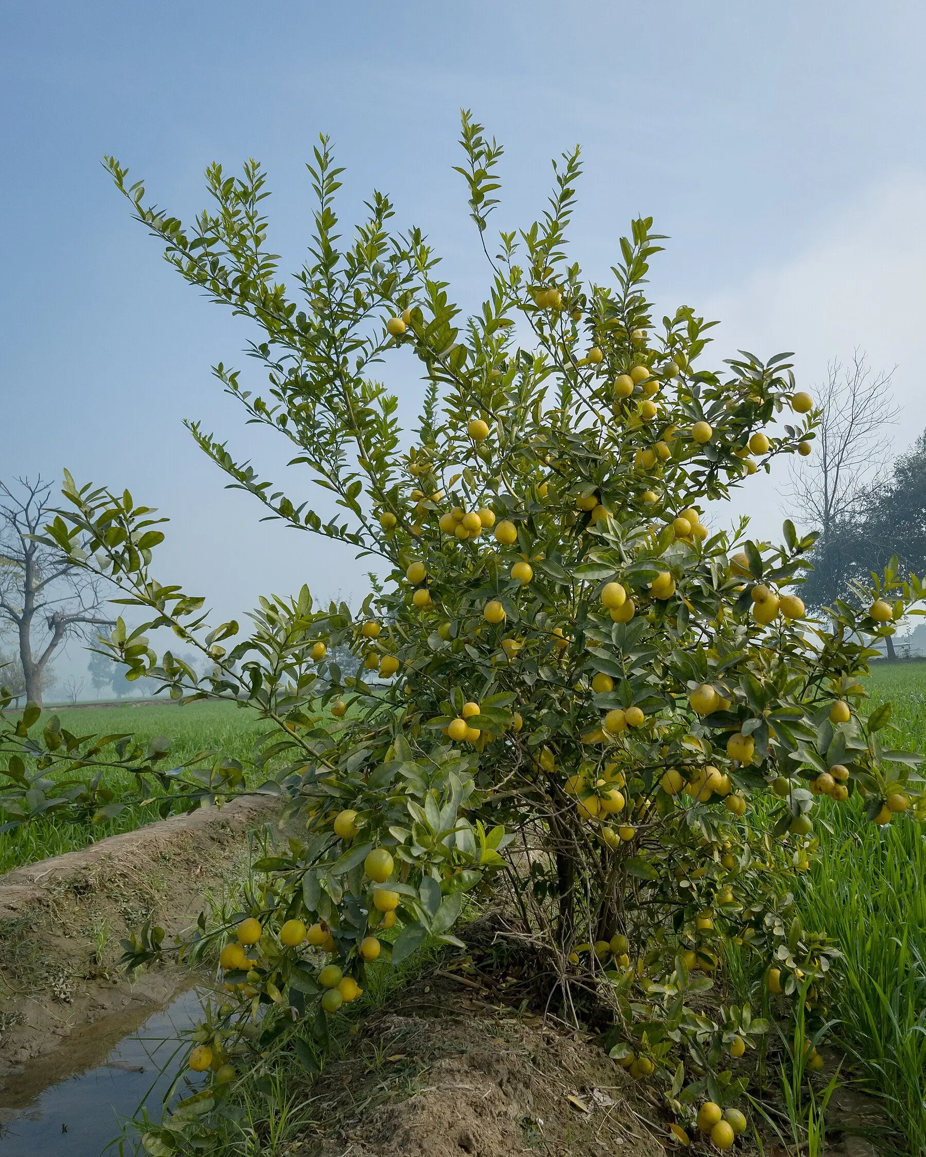 A lemon tree carrying a heavy crop of ripe fruit