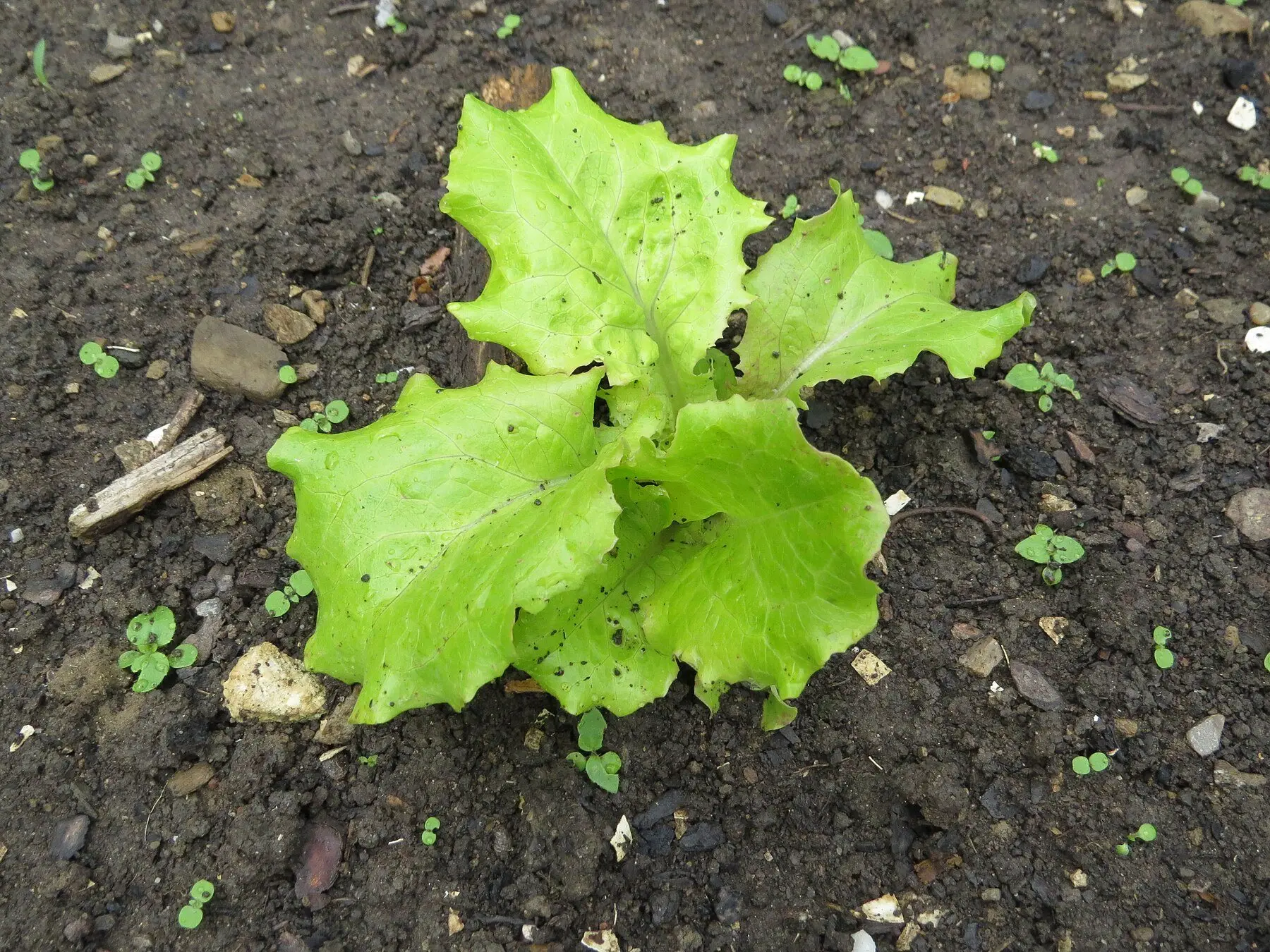 A young loose-leaf lettuce plant with wavy bright green leaves growing in dark soil
