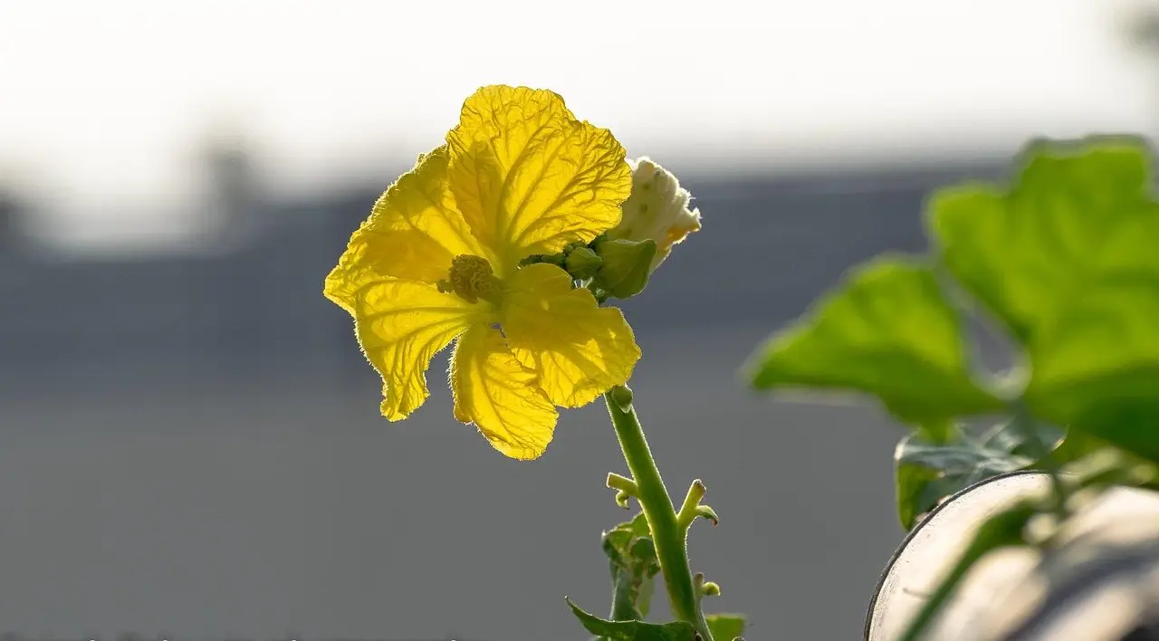 Luffa gourd vine