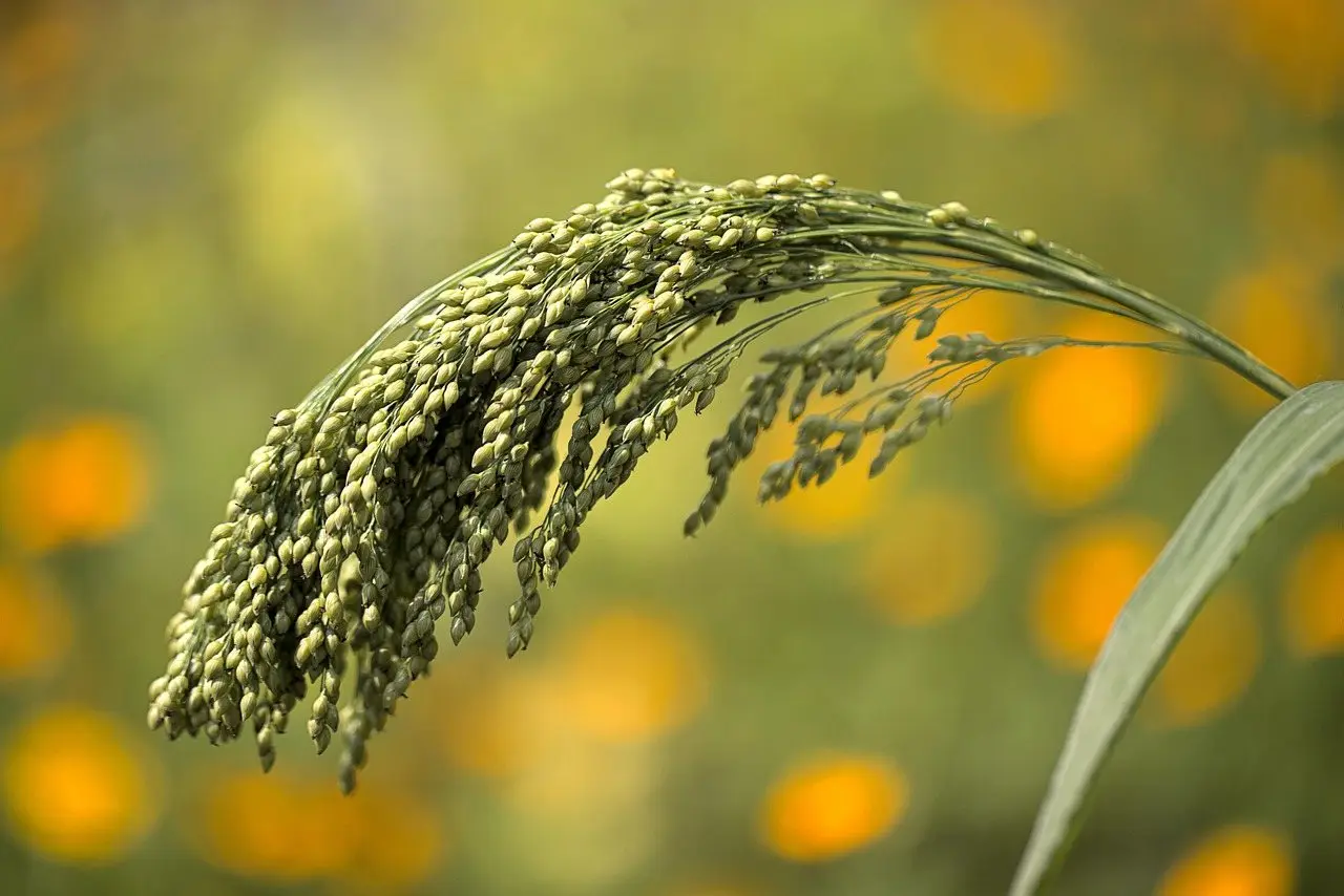 Millet grain heads