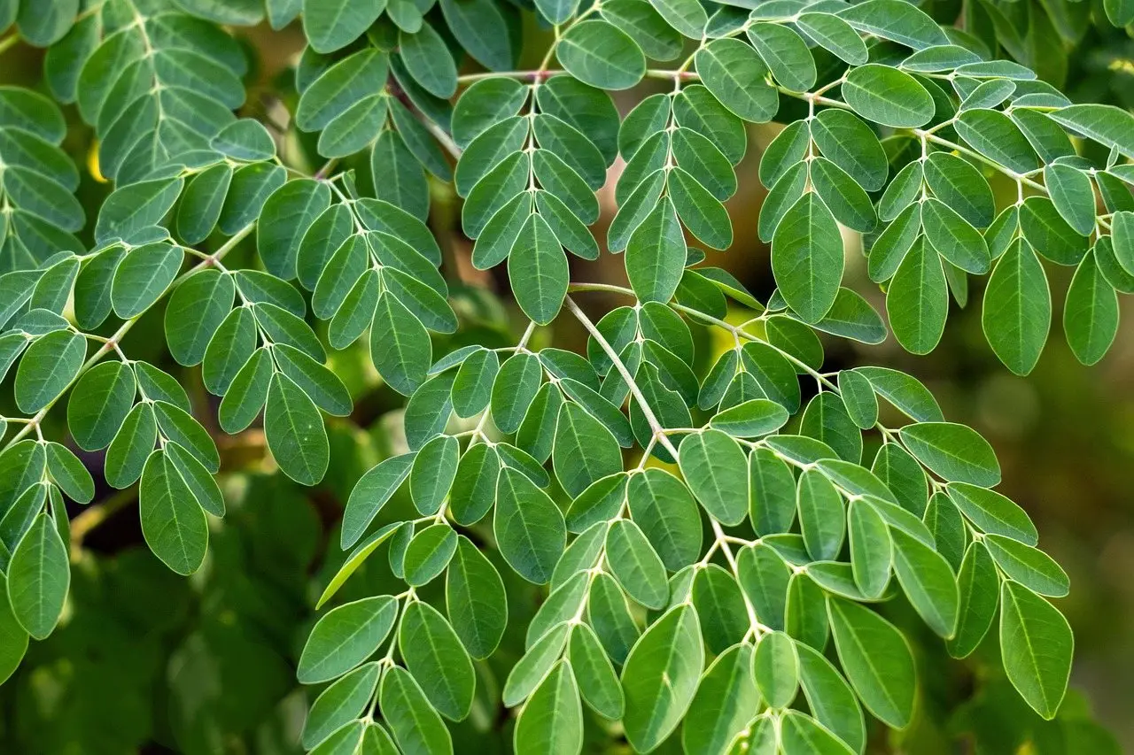 Moringa tree leaves