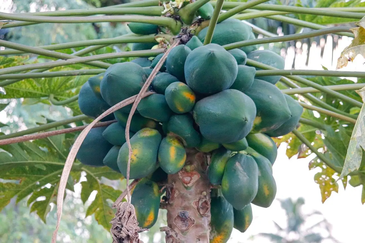 Papaya tree fruit