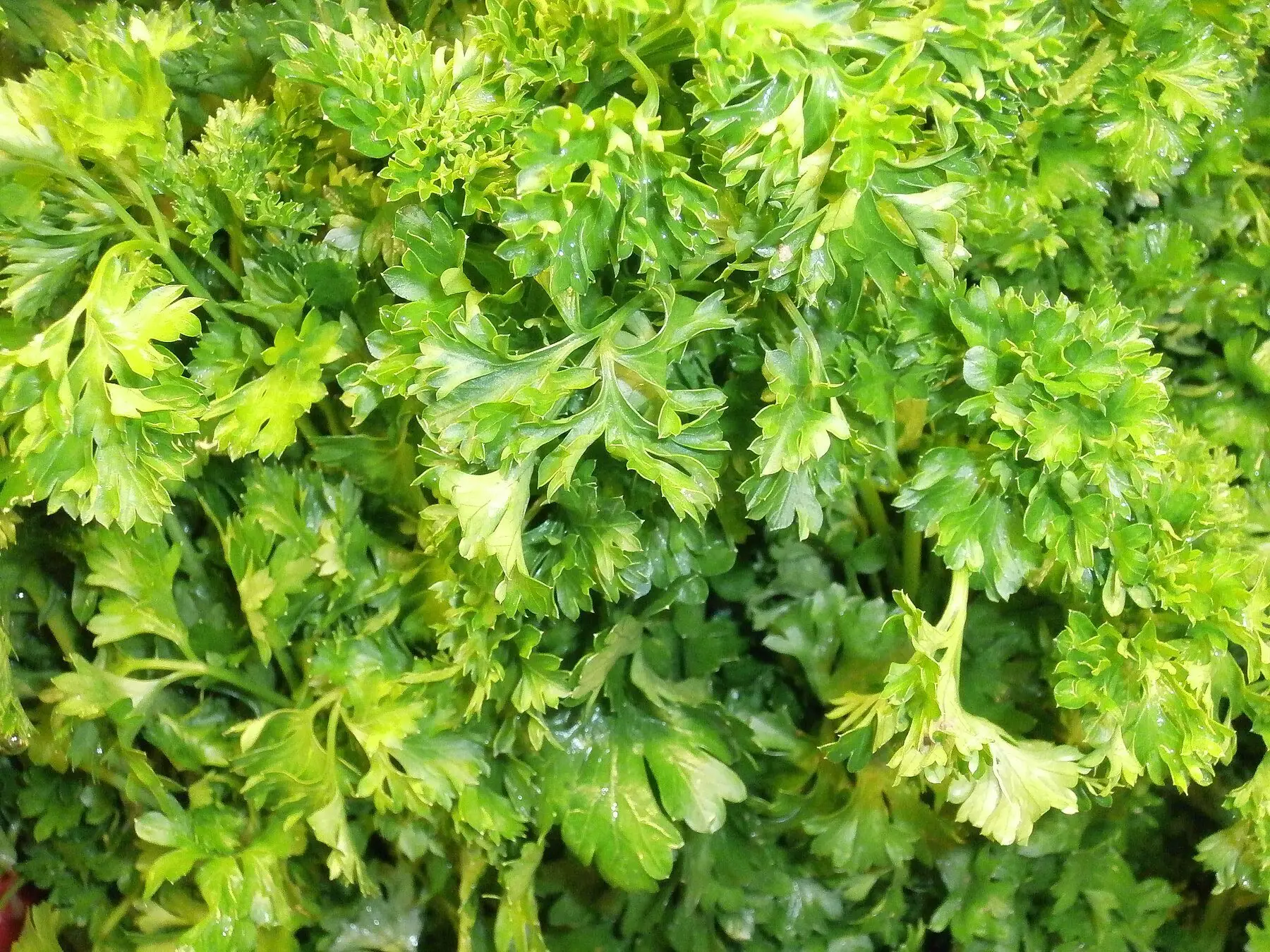 Dense curly parsley foliage
