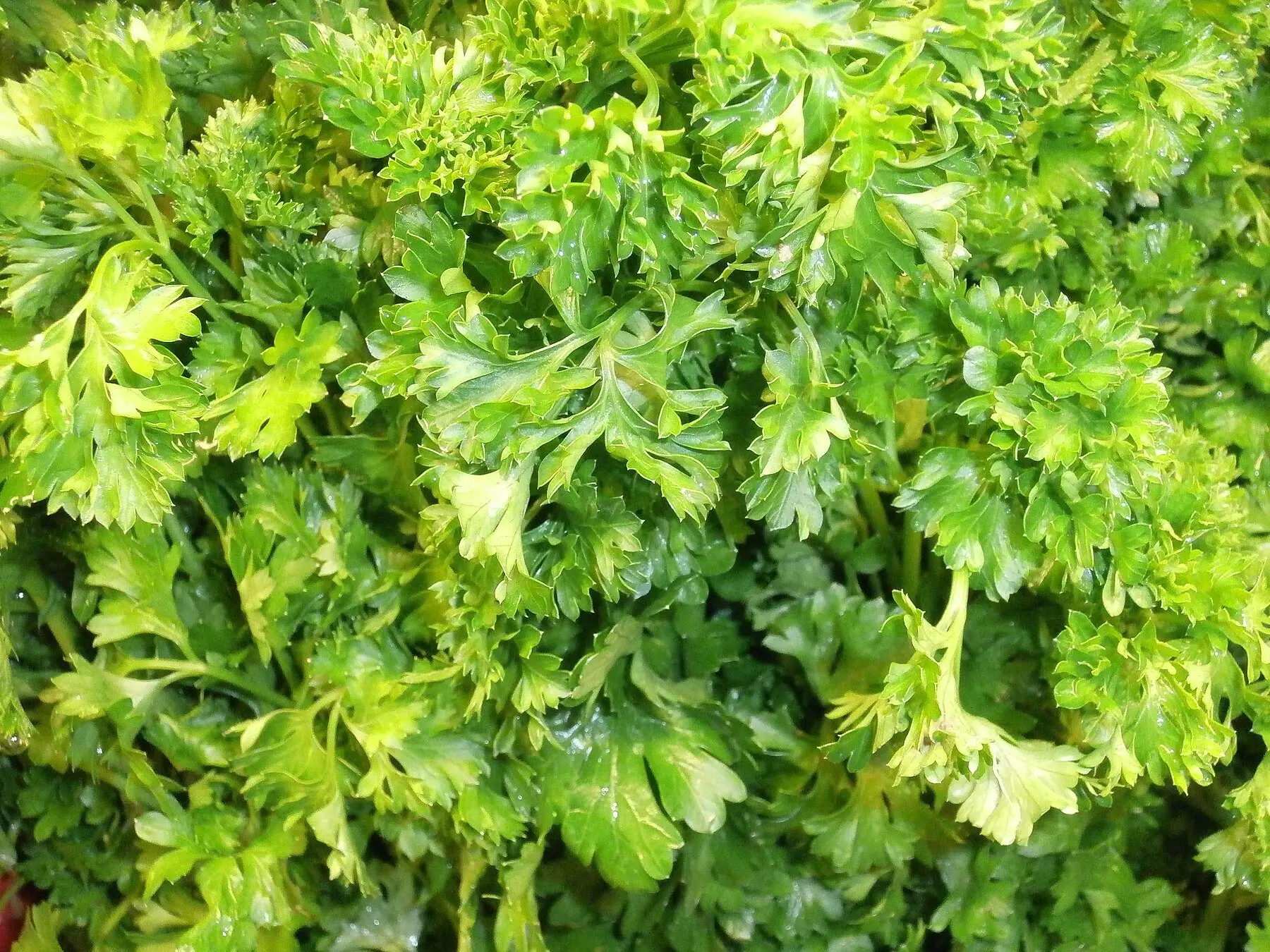 Dense curly parsley foliage