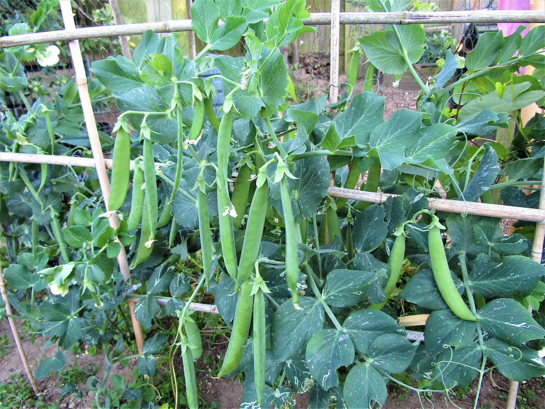 Pea pods forming on plants trained up canes