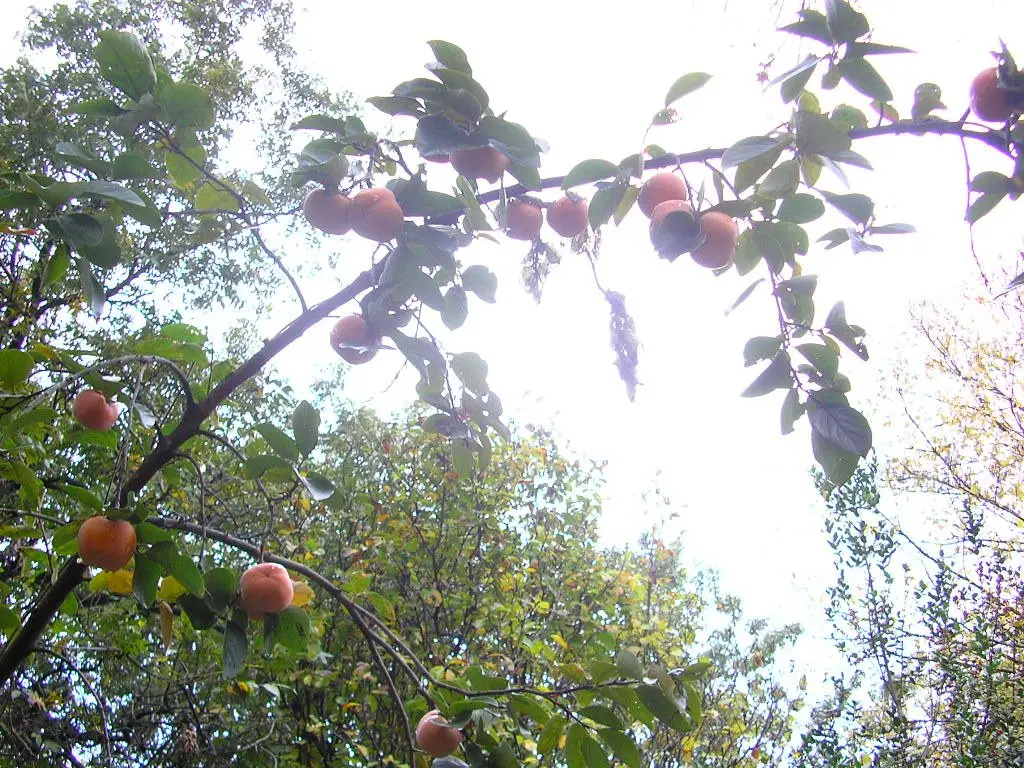 Ripe persimmons branch