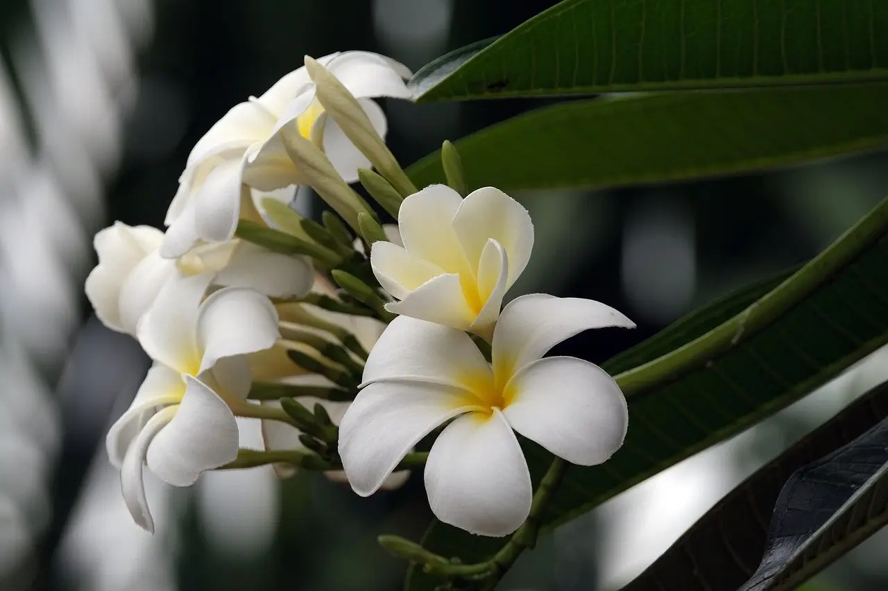 Plumeria frangipani flower