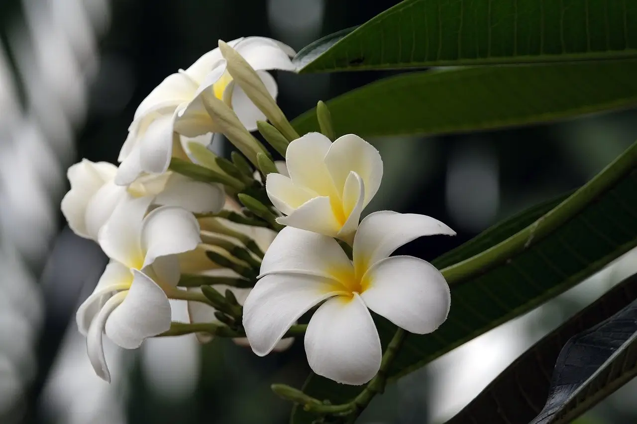 Plumeria frangipani flower