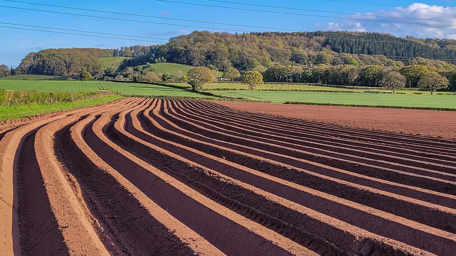 Ridged rows in a newly planted potato field, the shape earthing up creates