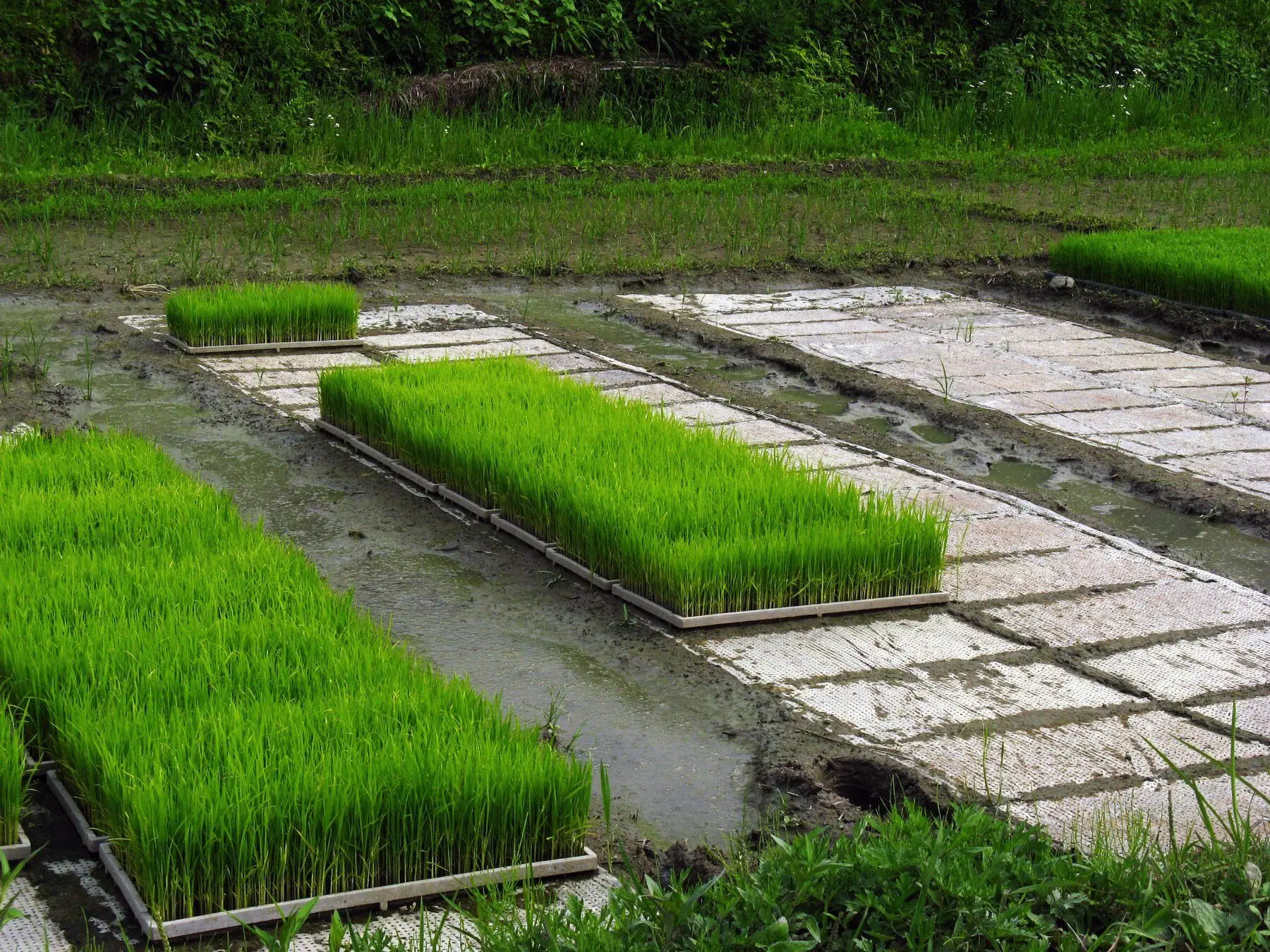 Trays of rice seedlings beside a flooded paddy, ready to transplant