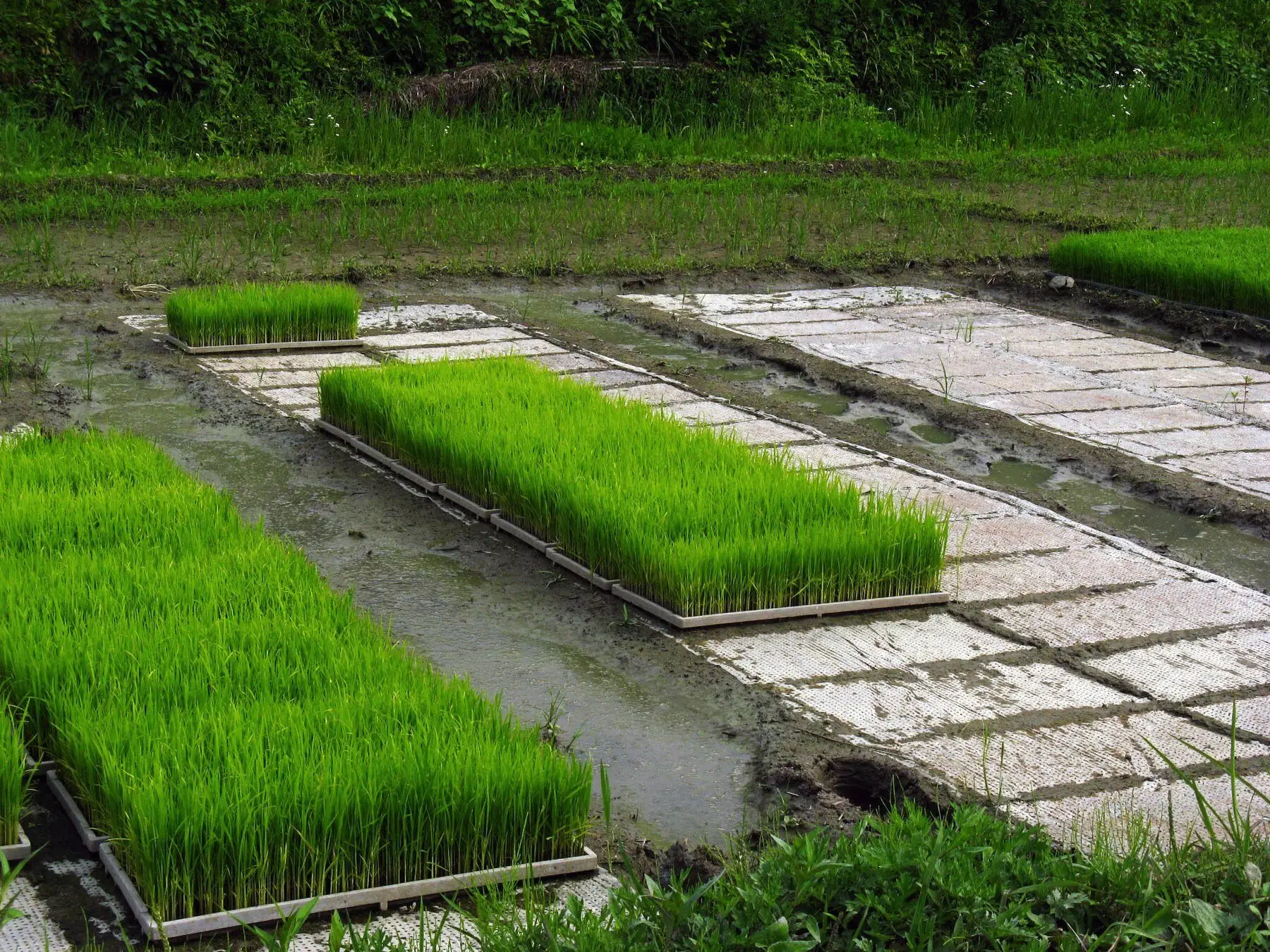 Trays of rice seedlings beside a flooded paddy, ready to transplant