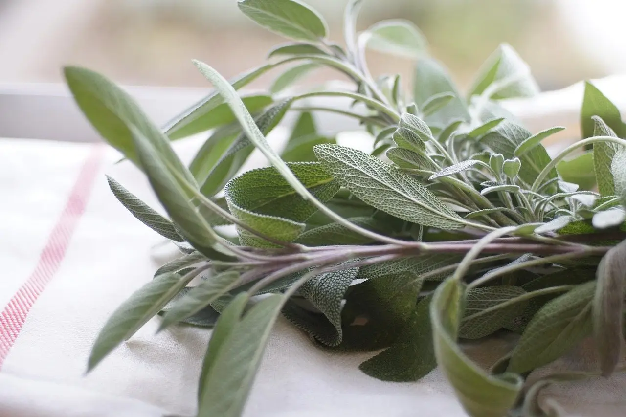 Sage herb leaves