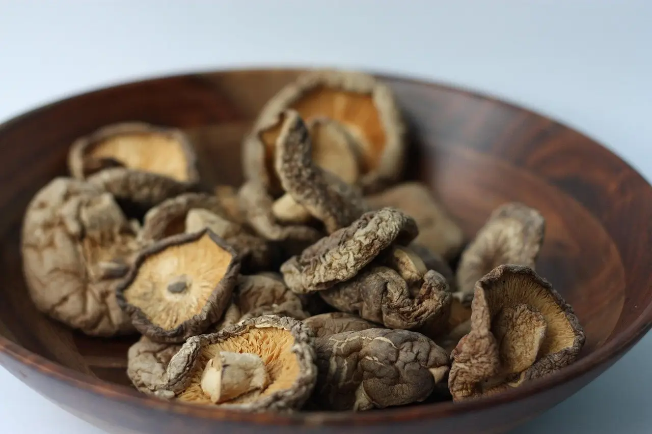 Shiitake mushrooms log