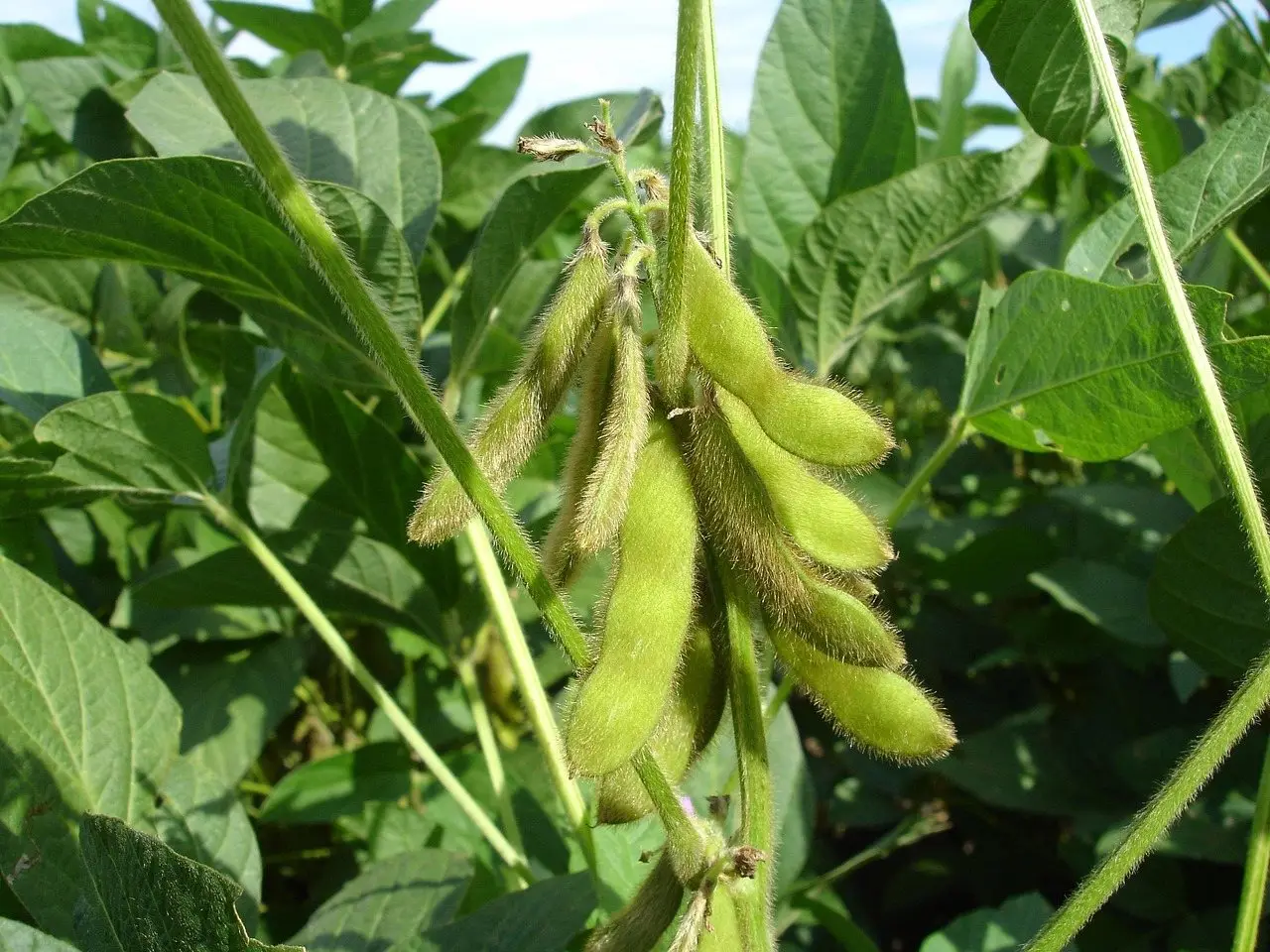 Soybean field pods