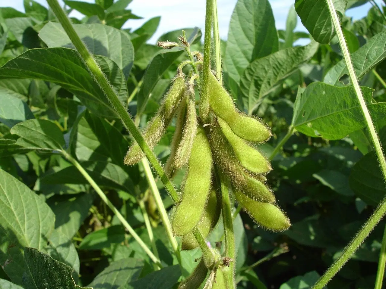 Soybean field pods