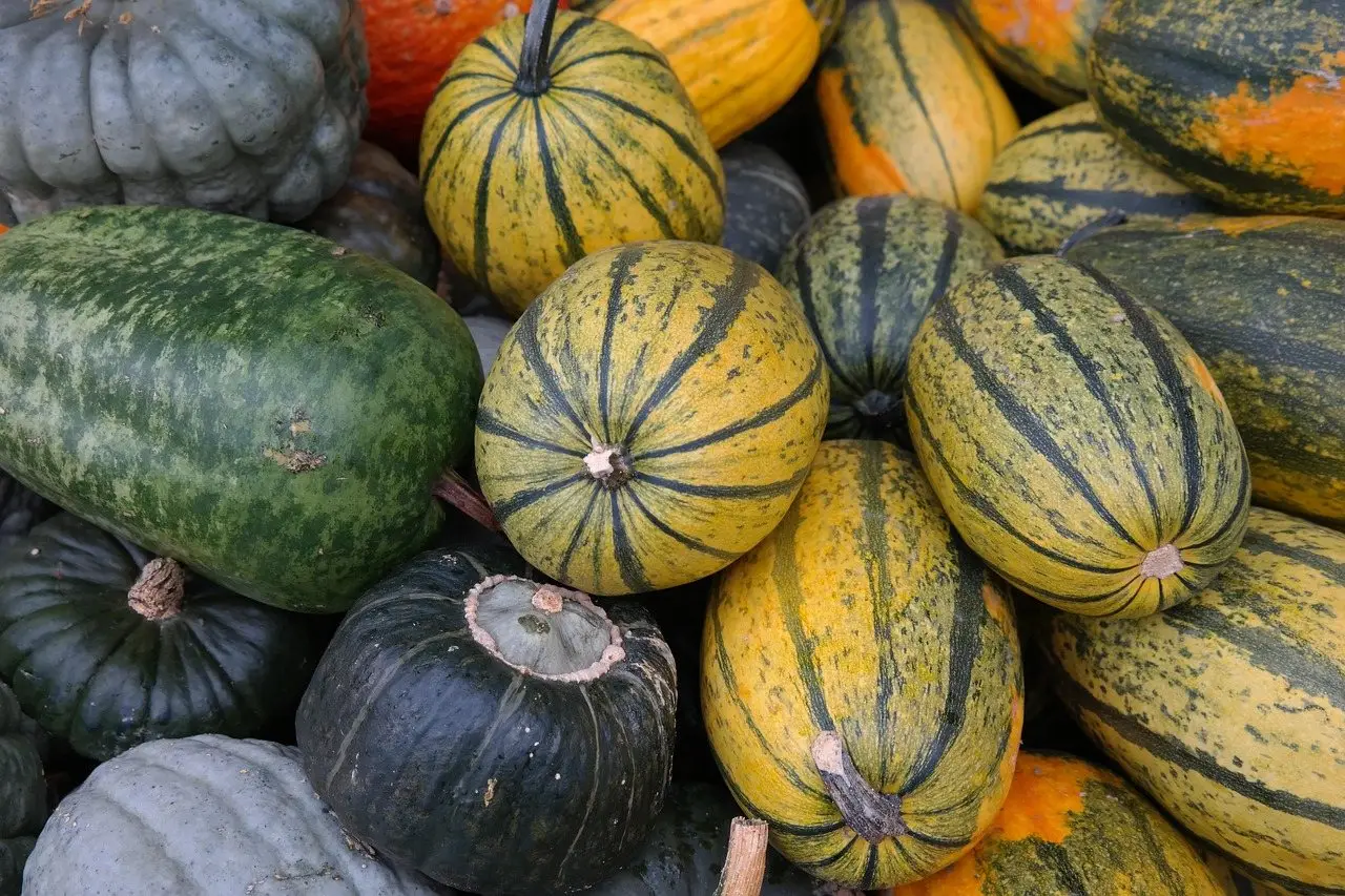 Spaghetti squash