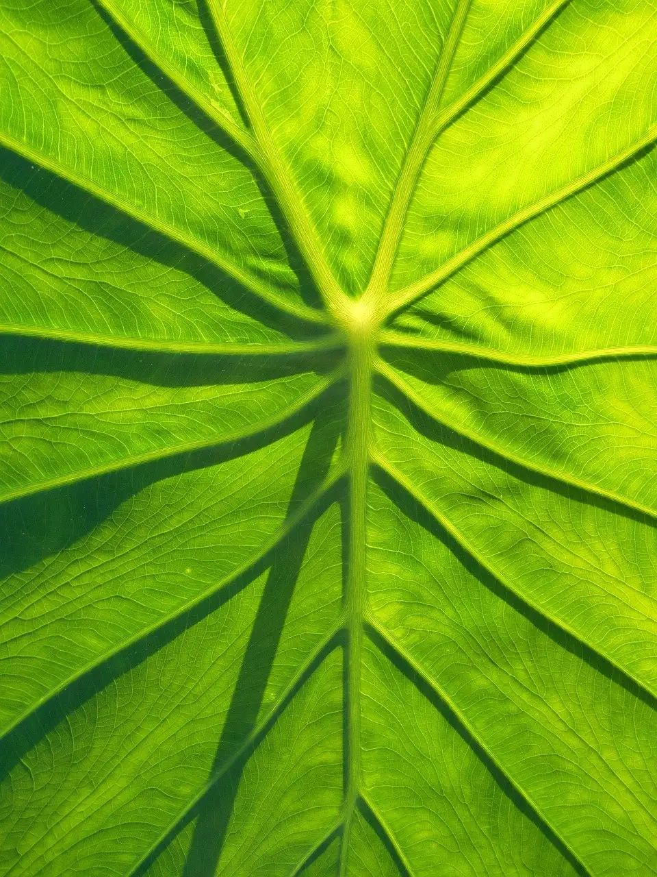Taro plant leaves