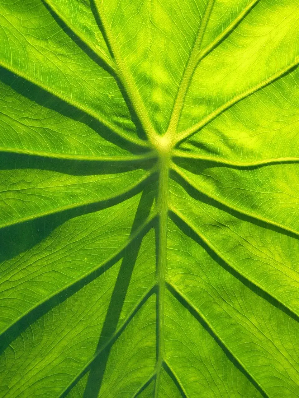 Taro plant leaves