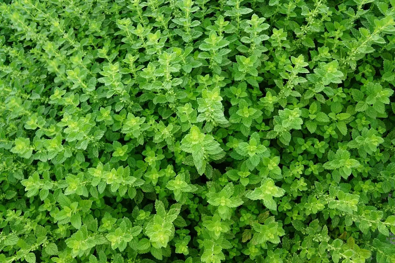 Thyme herb plant