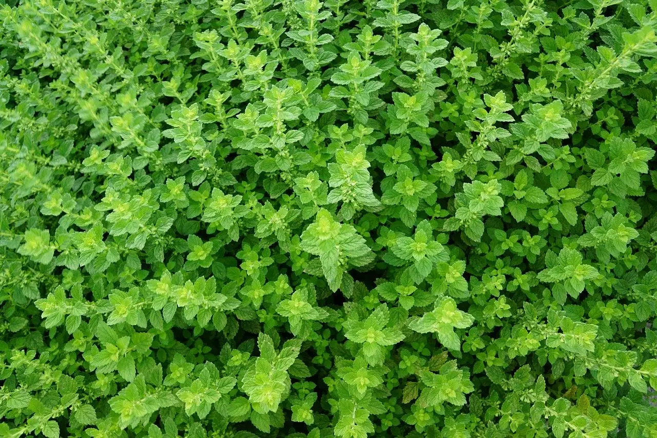 Thyme herb plant