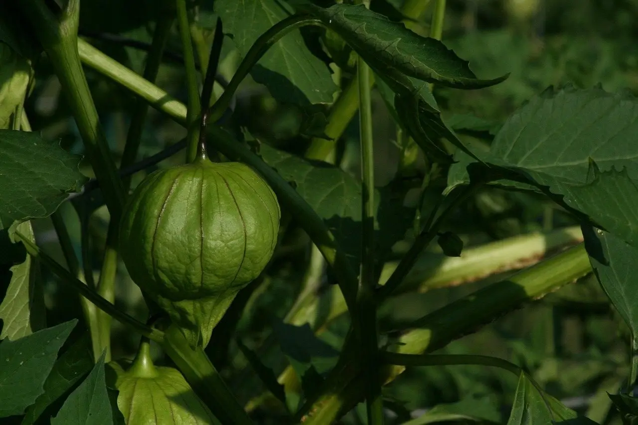 Tomatillo husk
