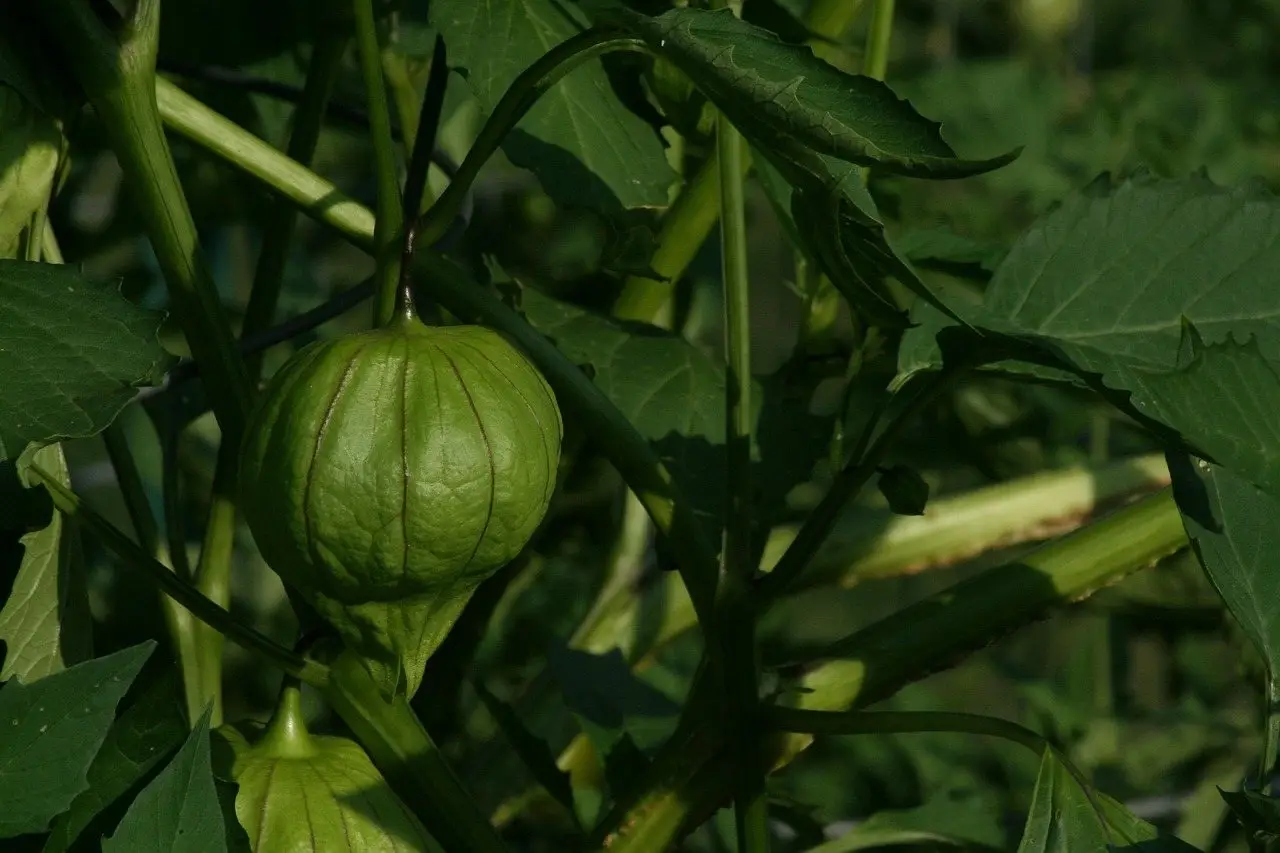 Tomatillo husk