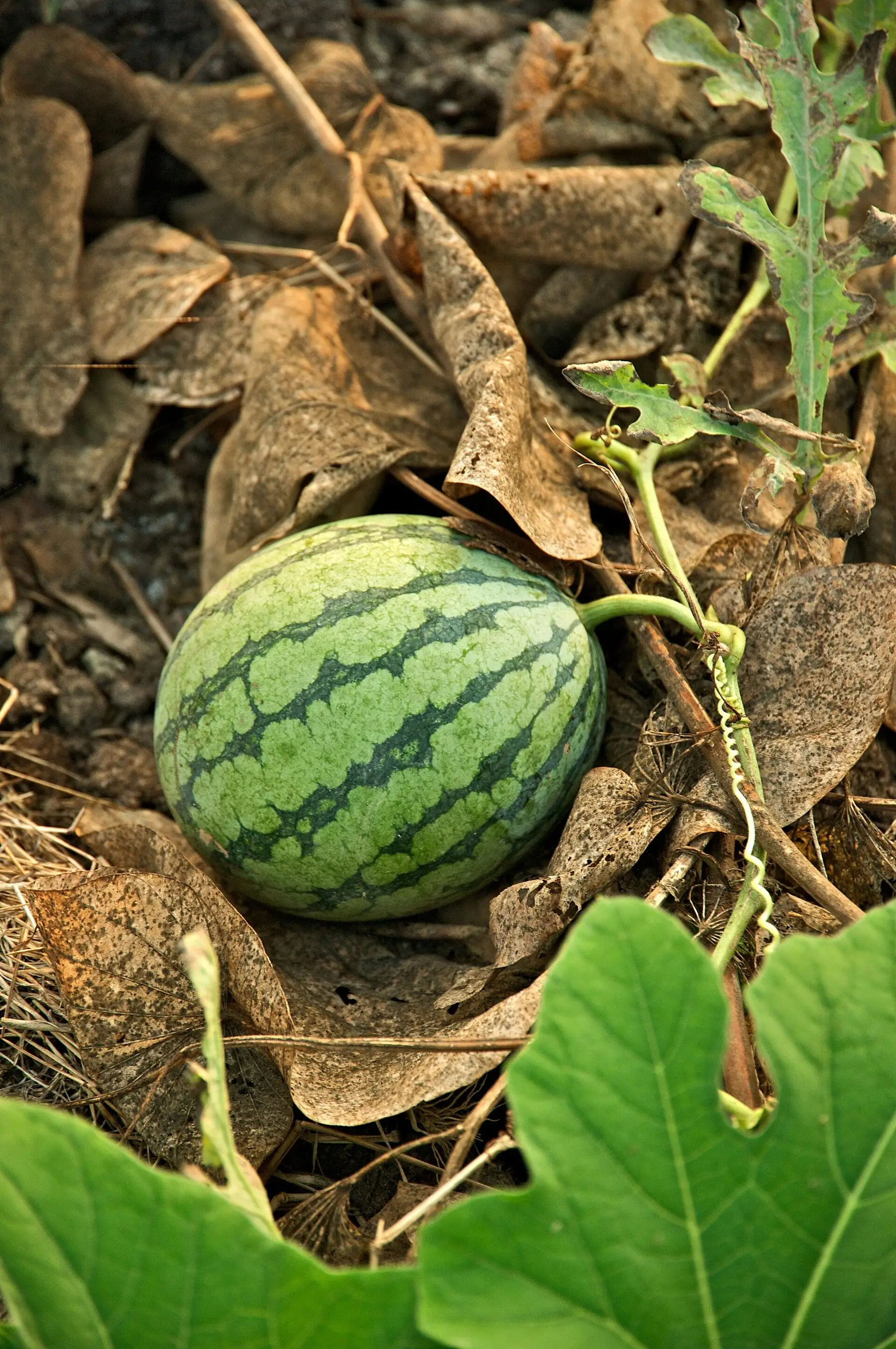 A striped watermelon ripening on the ground among its vine leaves