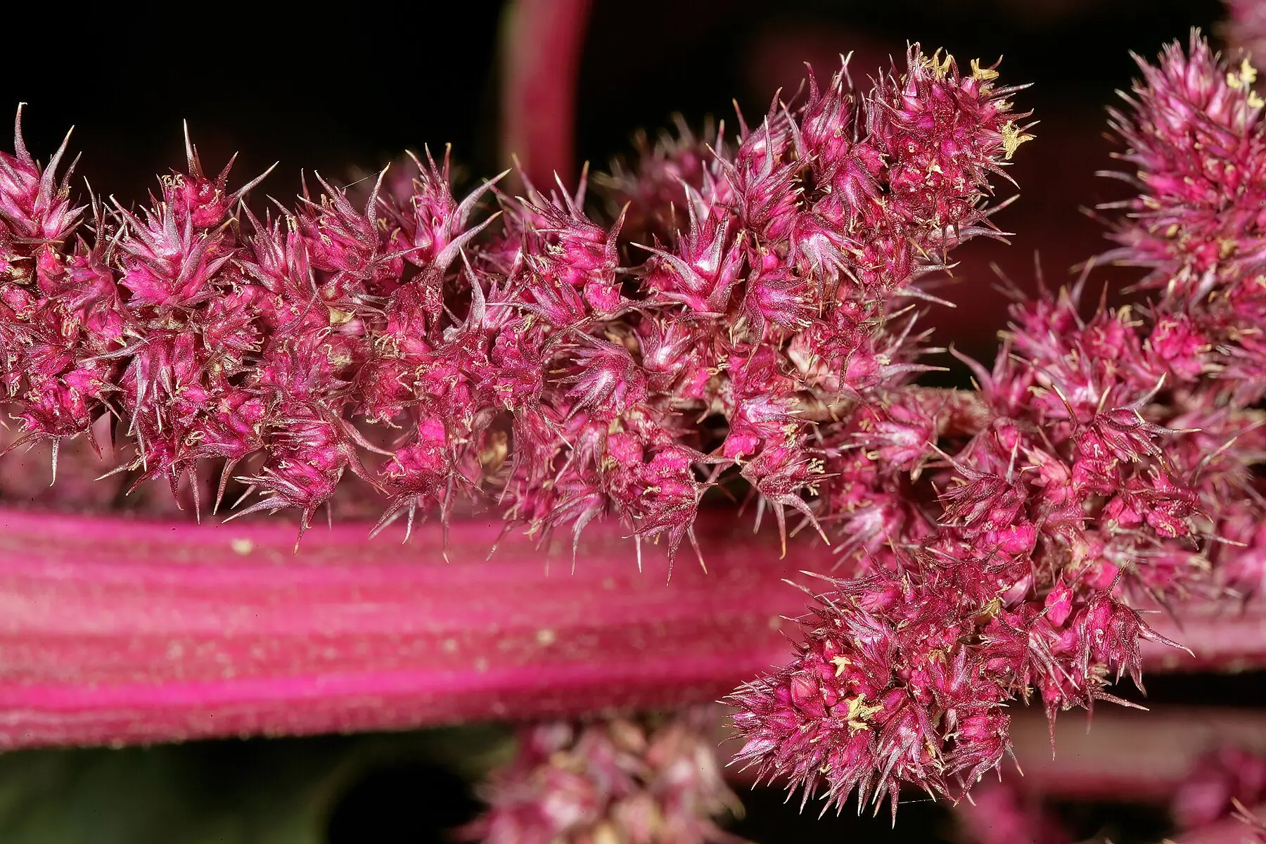 Amaranthus cruentus
