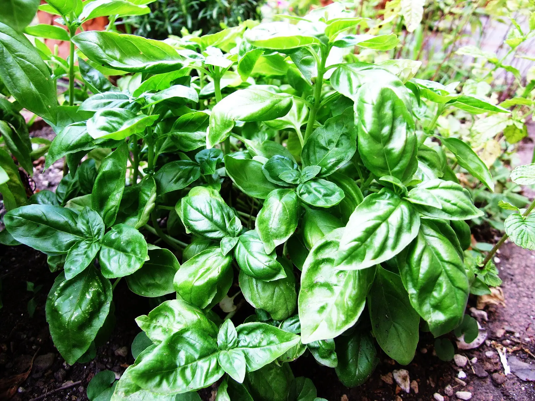A dense, bushy sweet basil plant growing in a garden bed