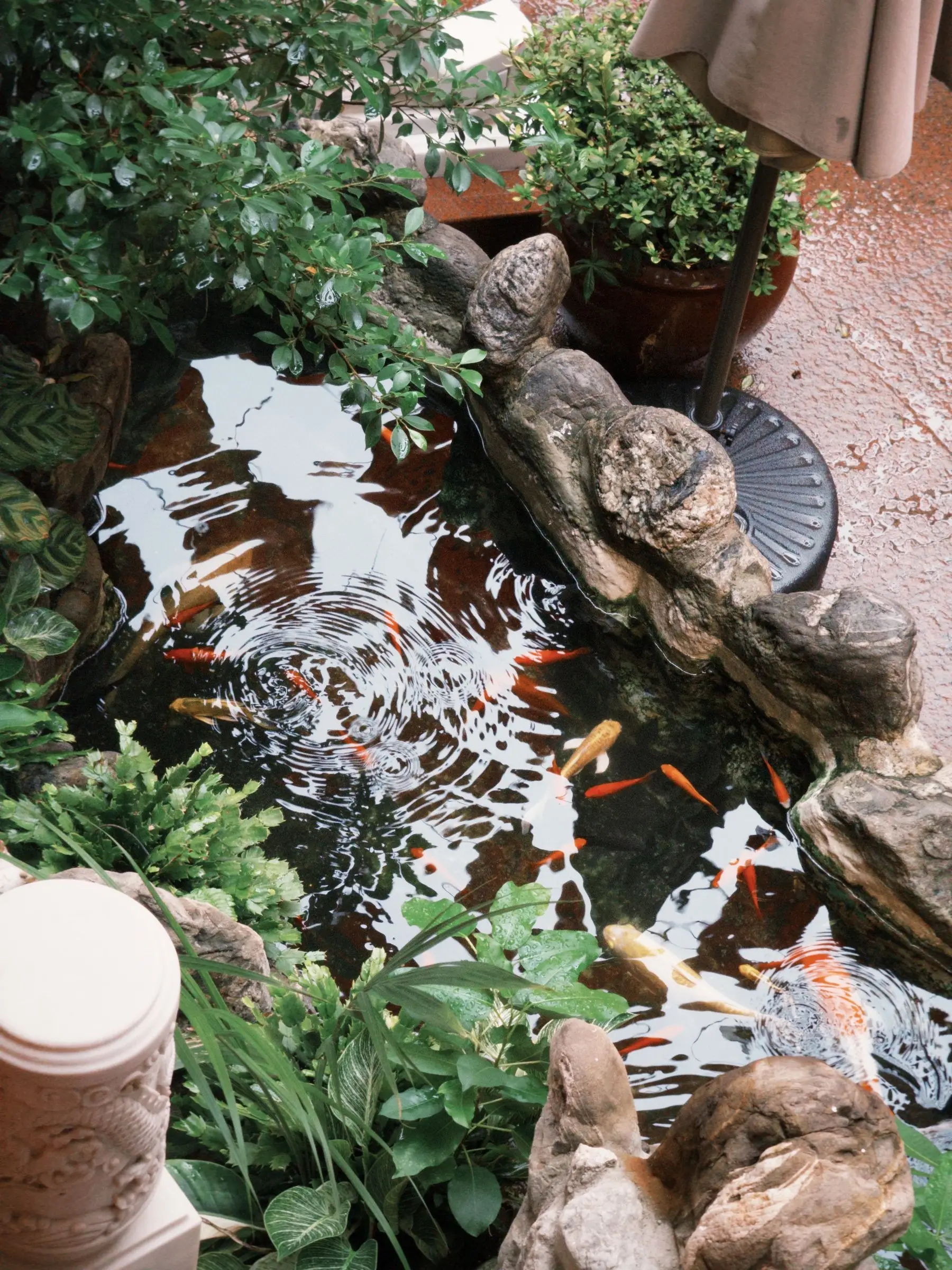 A garden koi pond edged with rock and overhanging planting, no liner visible