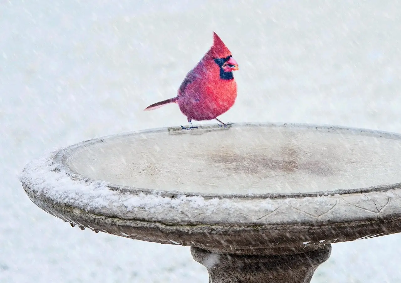 A northern cardinal perched on the rim of an empty stone bird bath dusted with snow, in falling snow