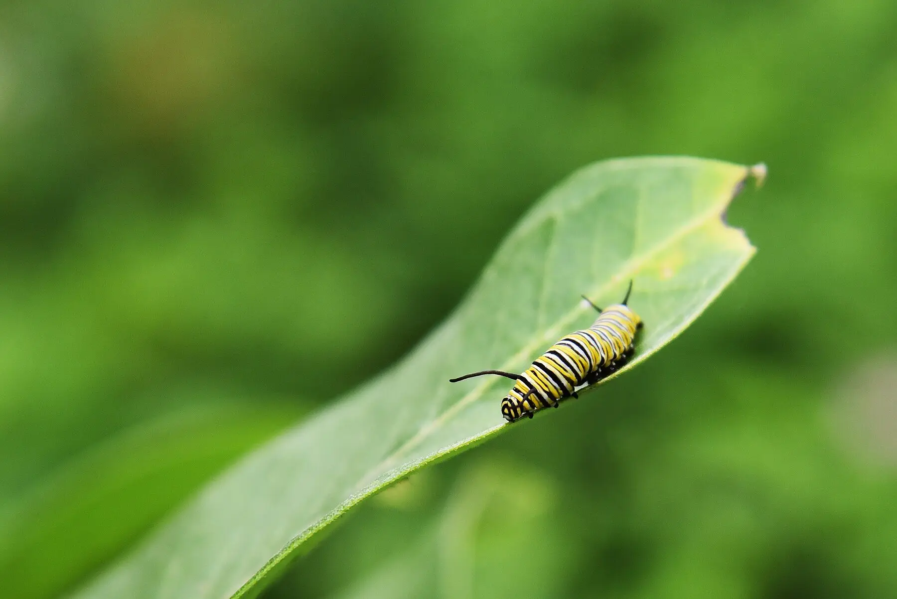 A striped monarch caterpillar feeding on the edge of a milkweed leaf