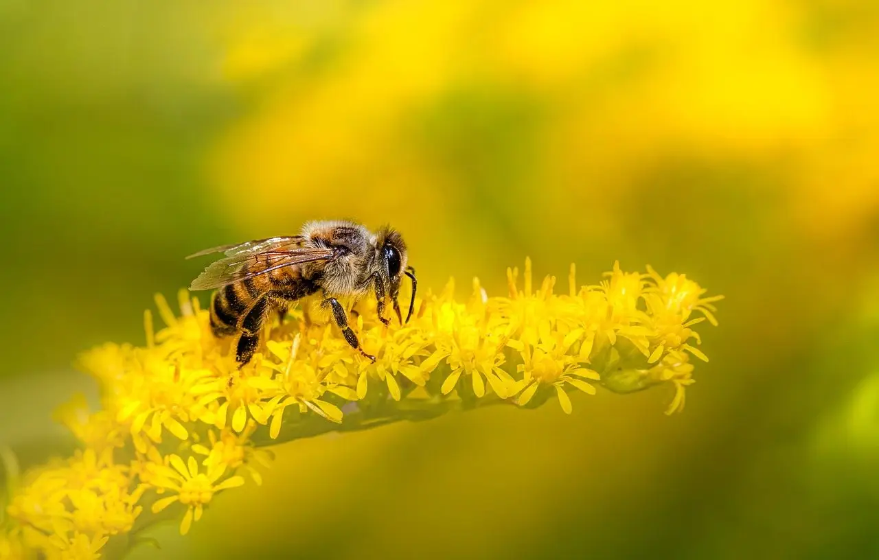 A honey bee working along a spray of small yellow flowers