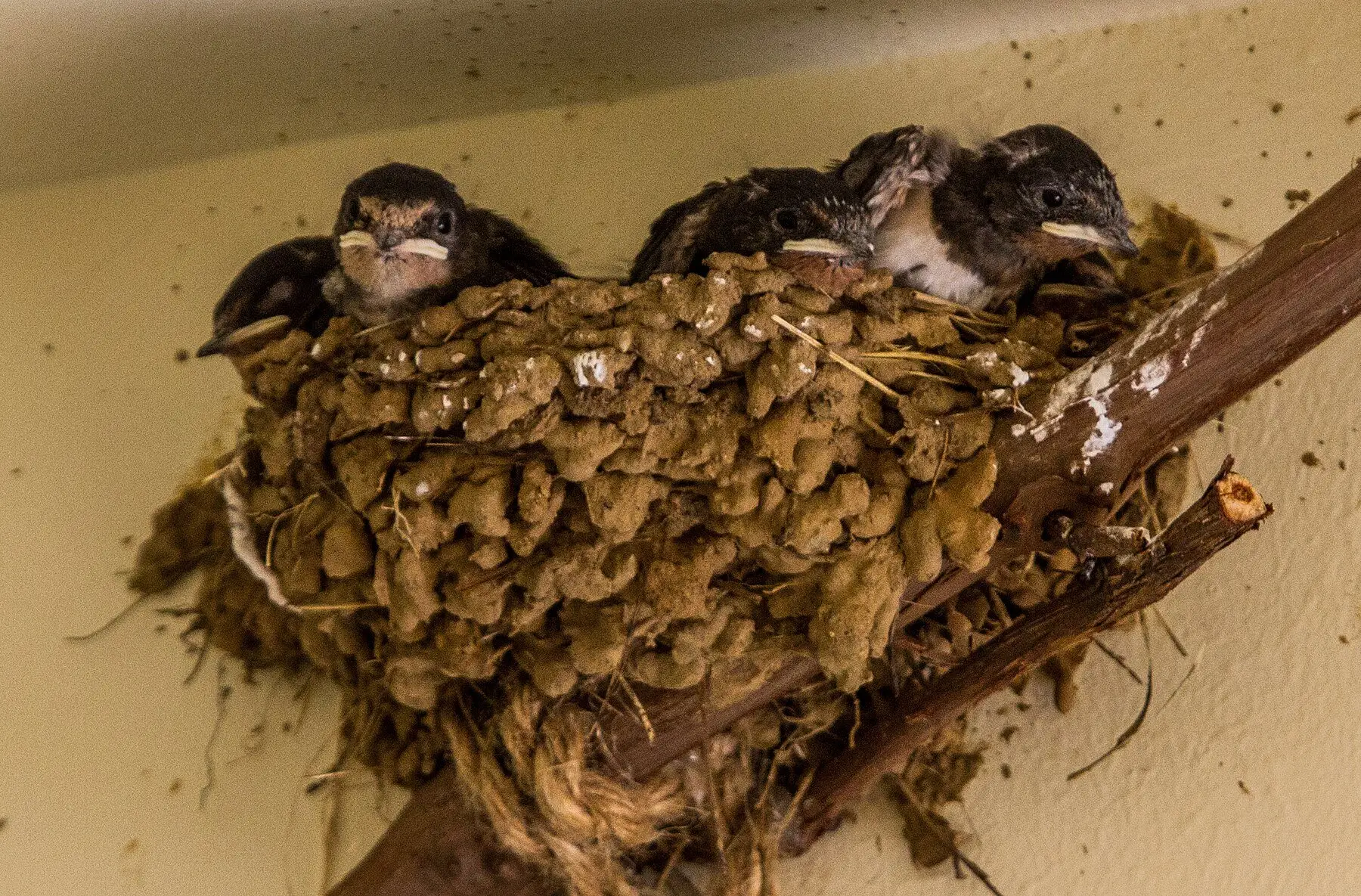 Four swallow chicks crowded in a mud nest built into the corner where a wall meets the ceiling