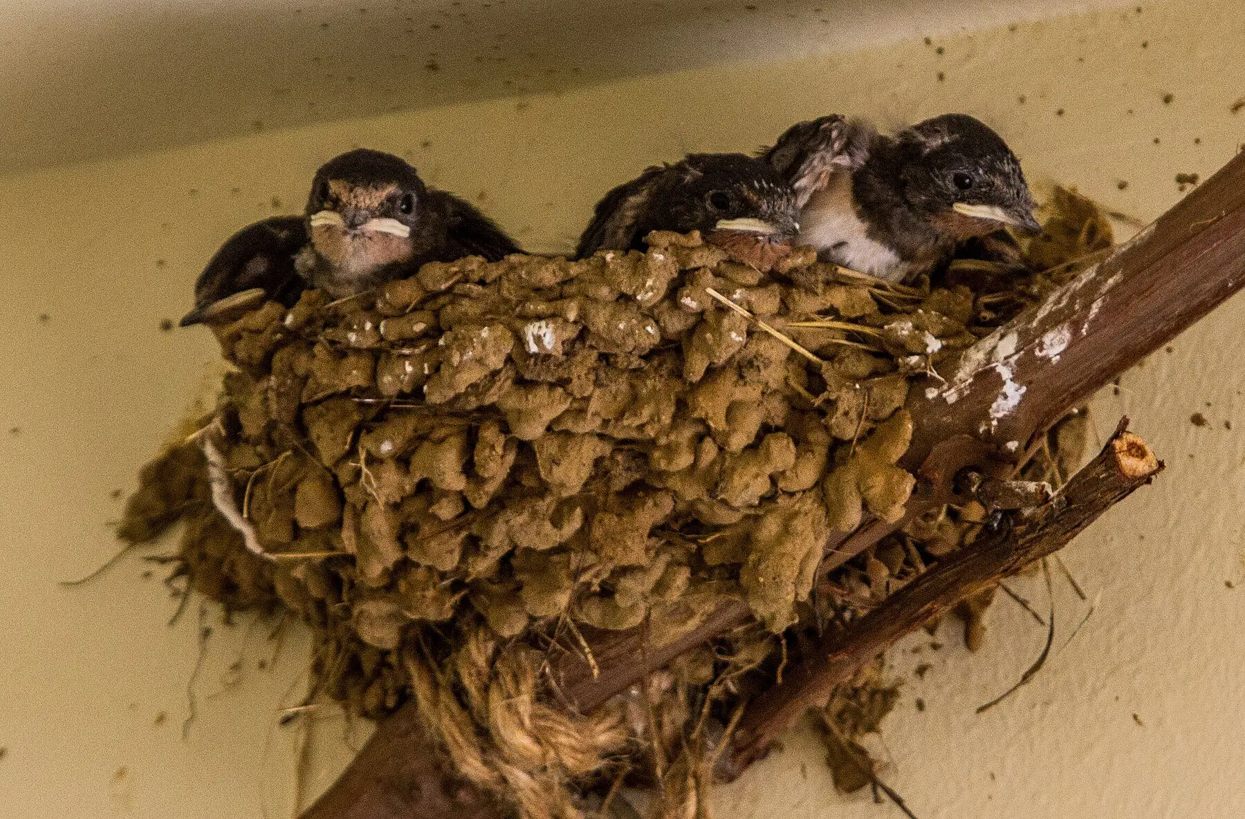 Four swallow chicks crowded in a mud nest built into the corner where a wall meets the ceiling