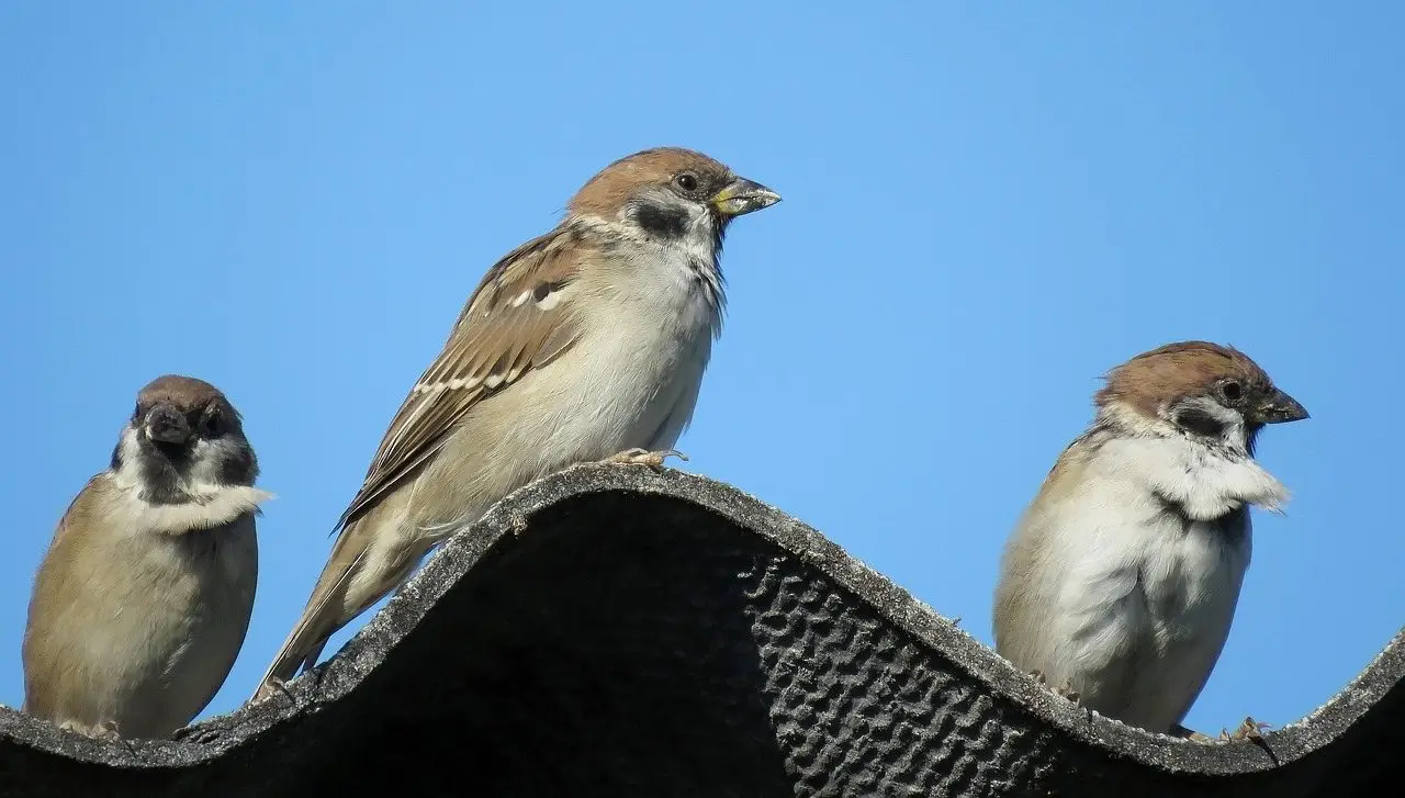 Three sparrows perched along the ridge of a corrugated outbuilding roof against a clear sky