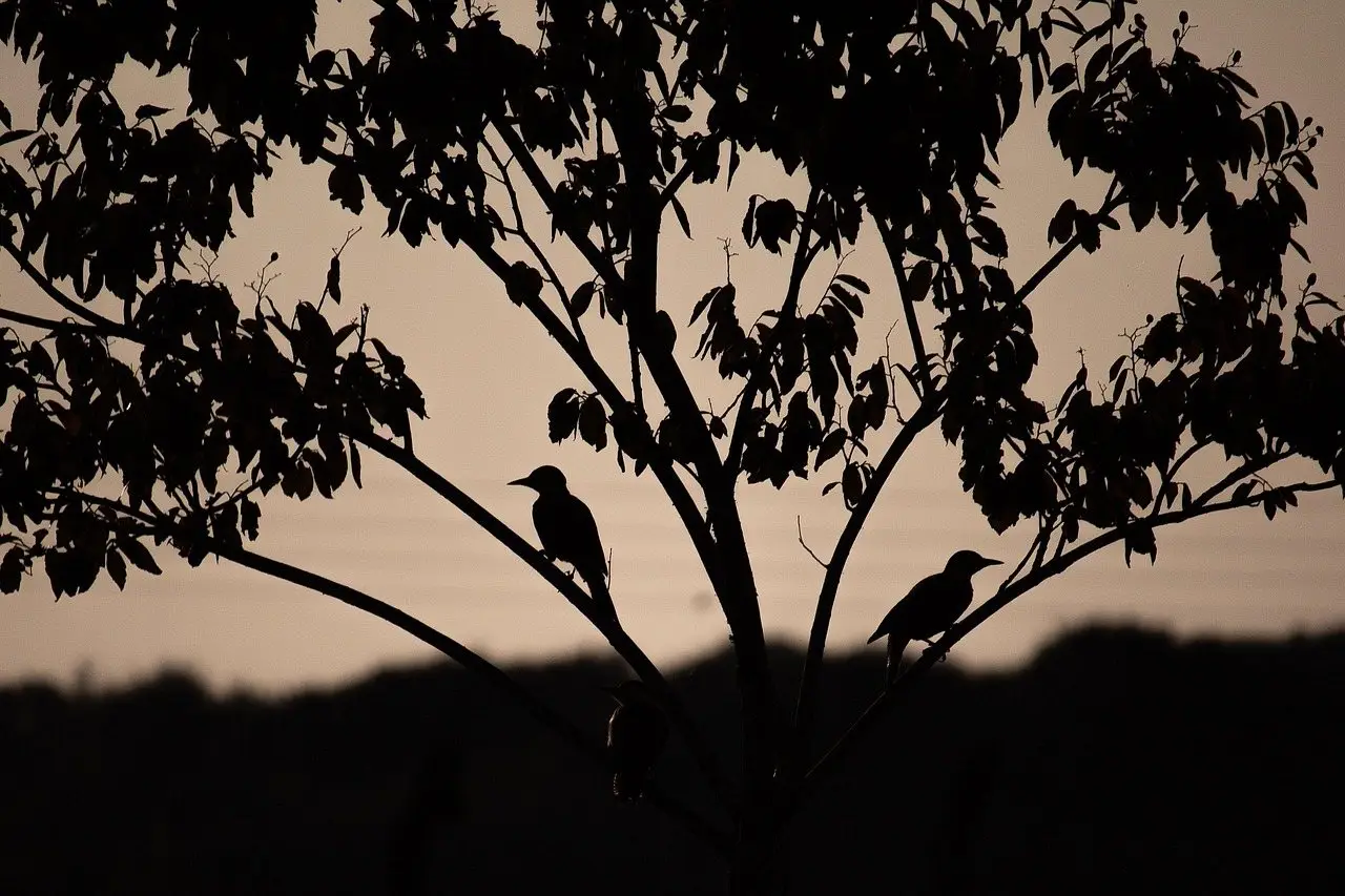Three birds roosting on the bare branches of a tree, silhouetted against a dusk sky